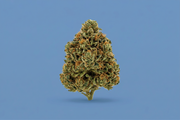 Sour Runtz
