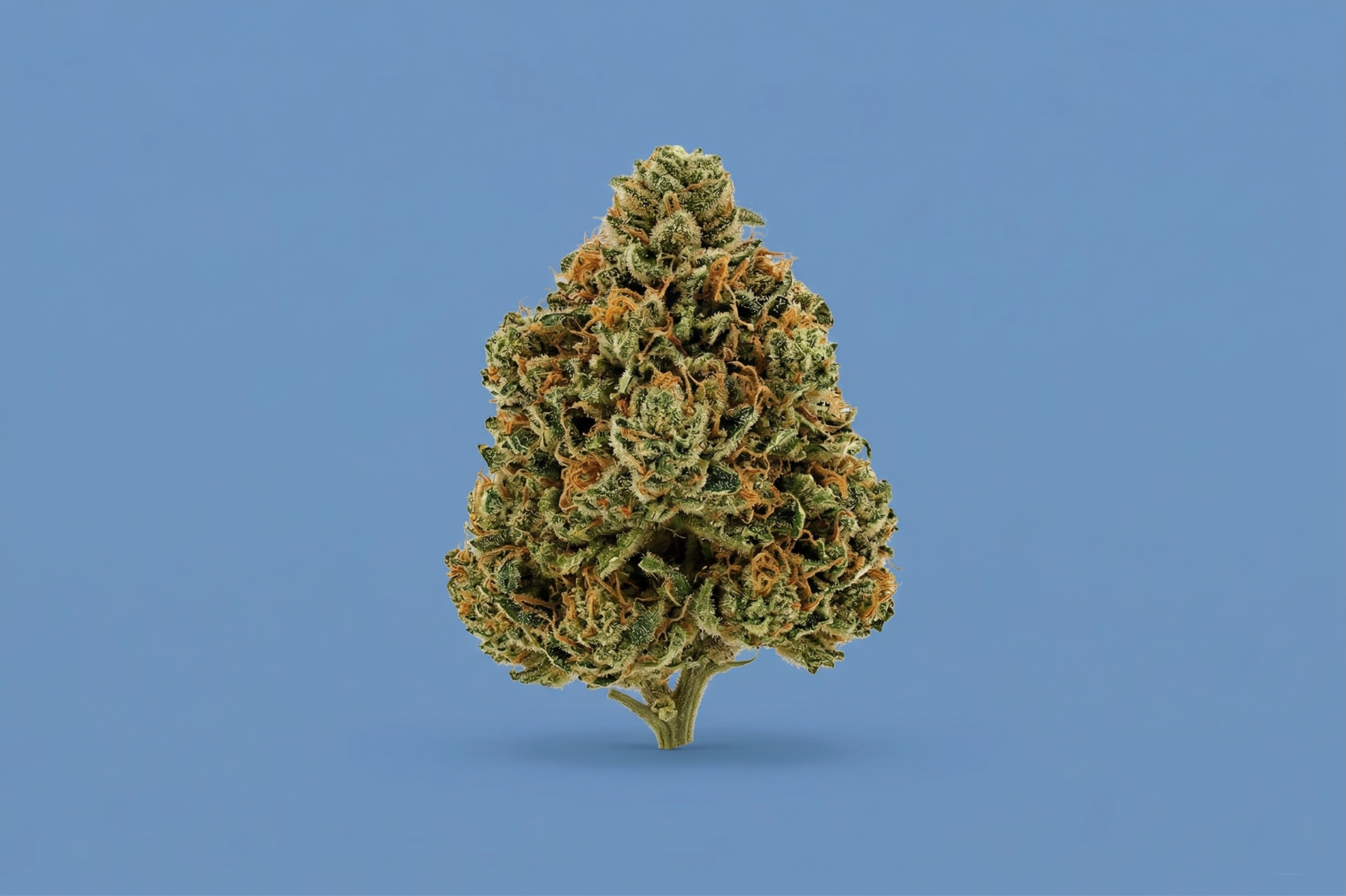 Sour Runtz